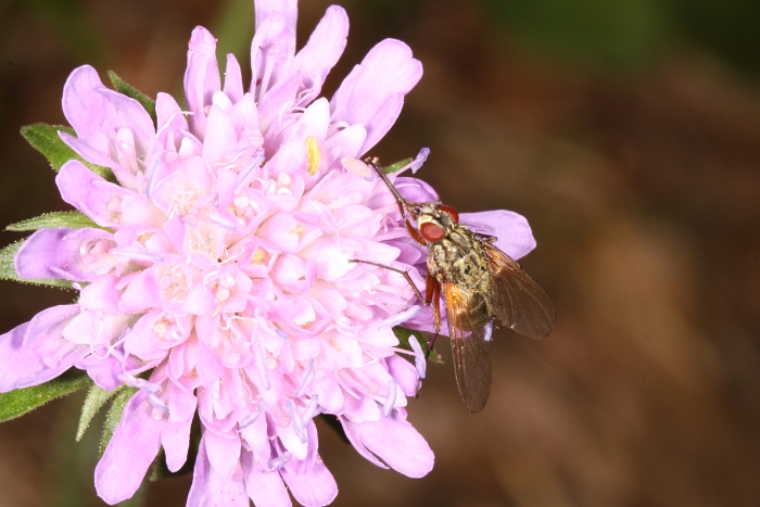 Macro chalet aout 2011 - 024